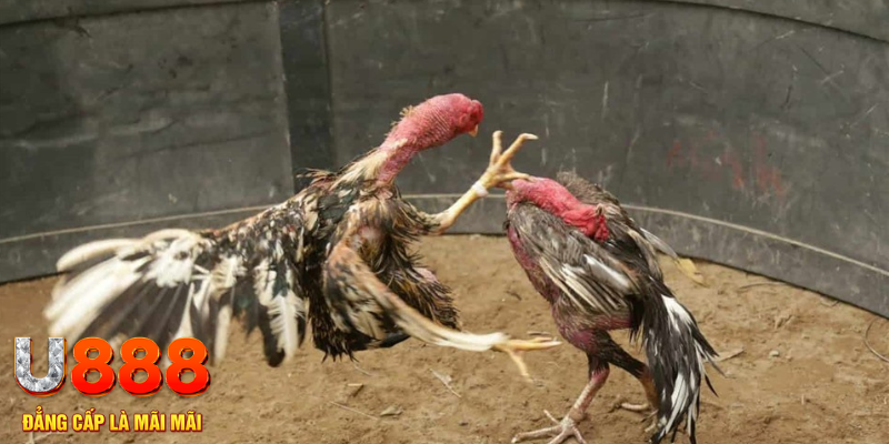 32vin đăng nhập liêng hôm nay